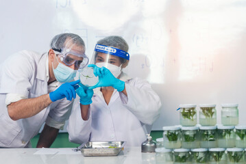 Scientist teams consult together with biochemistry plants tissue culture biotechnology science. Biotech Laboratory teamwork man and woman discuss look at Glass Petri Dish,  plants tissue culture jar