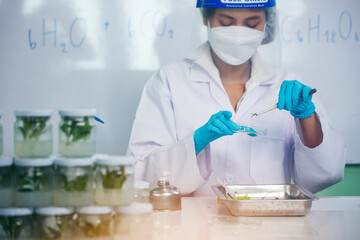 Biochemistry asian Scientist women working plants tissue culture biotechnology in science lab. Biotech Laboratory asian woman look at Glass Petri Dish, plants tissue culture jar. Biosynthesis process