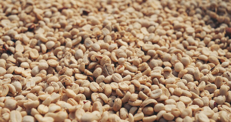 Raw coffee beans heap dry green seed unroasted grain in eco farm. Aroma espresso farm plant coffee bean agriculture objects. Sun dried Freshness Arabica processing harvest black coffee