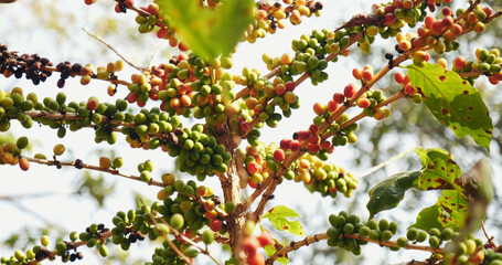 Ripe Red coffee bean berry plant fresh seed coffee tree growth in green eco organic farm. Close up red ripe seed robusta arabica berries harvest for  coffee garden. Fresh coffee bean green leaf bush