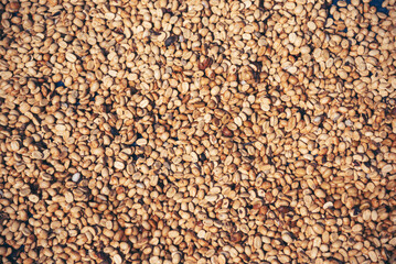 Raw coffee beans heap dry green seed unroasted grain in eco farm. Aroma espresso farm plant coffee bean agriculture objects. Sun dried Freshness Arabica processing harvest black coffee