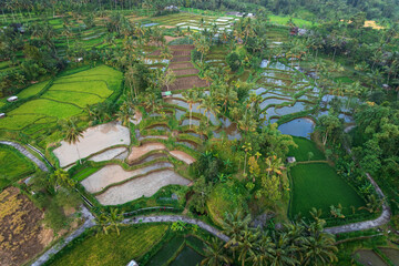 Fototapeta na wymiar East Lombok regency rice fields aerial view