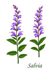 Salvia or sage herb with green leaves and flowers, food ingredient of herbal medicines, tea or spices. Blooming salvia plant vector branch with purple flowers, cartoon medicinal or kitchen herb