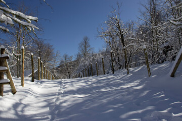 snow covered trees