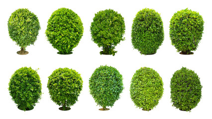 Trees, shrubs (bonsai), trimmed round shape For decorating the garden.
Collection of 10 trees....