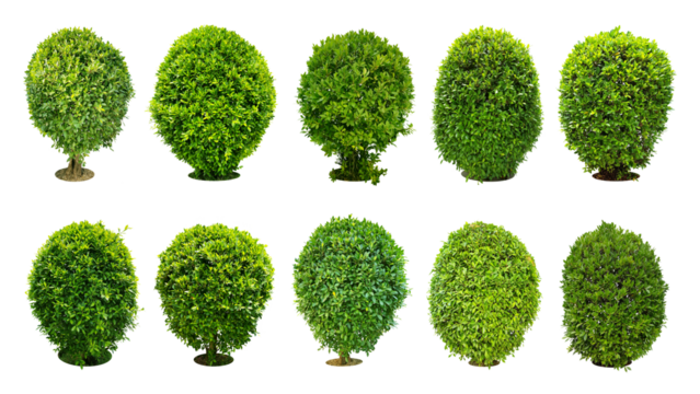 Trees, shrubs (bonsai), trimmed round shape For decorating the garden.
Collection of 10 trees. (png)	