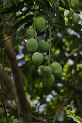 Mangos on tree