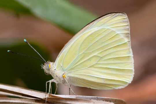 A beautiful white or green butterfly, possibly a species of Ascia, in west central Florida