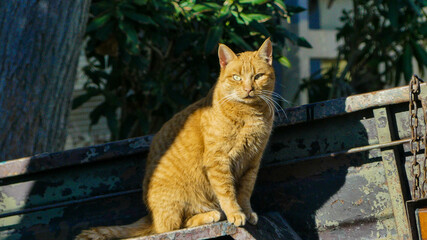 The Curiosity and Charm of a Sitting Ginger Cat