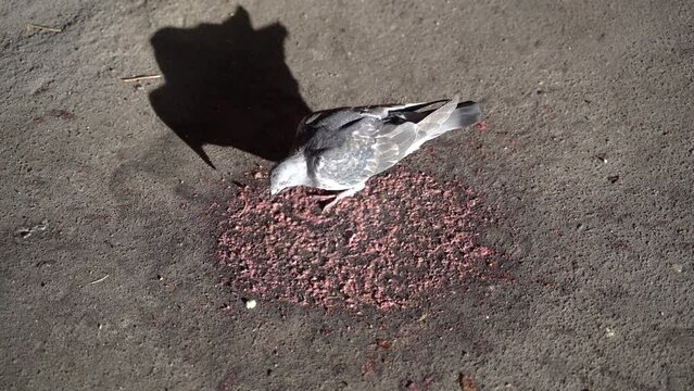 Poisoning. A dove pecks a burr on the pavement.