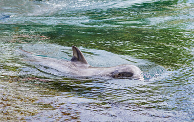 Trained Dolphin swimming with head above water