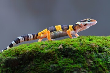 lizard on a tree