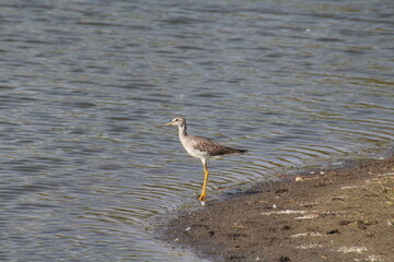 Bird On The Beach