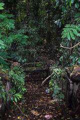 Fototapeta premium An old steps covered with plants and forest in the background, Nature concept vintage