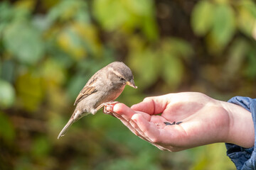 The boy feeds the birds with seeds from his hand. Sparrow eats seeds from the boy's hand