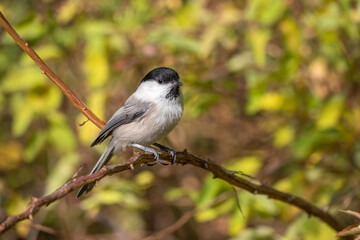 Cute bird The willow tit, song bird sitting on a branch with bright green background. The willow tit, lat. Poecile montanus.