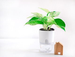 Epipremnum aureum marble queen plant in transparent double layer plastic flower pot, self-watering flowerpot cotton rope on white wooden table, with house wooden toy, decoration in office or home.