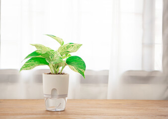 Epipremnum aureum marble queen plant in transparent double layer plastic flower pot, self-watering flowerpot cotton rope on  wooden table in office or living room. Space for your text.
