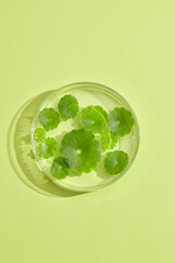 Gotu kola leaves decorated on transparent podium with pastel green background. Gotu kola (Centella...