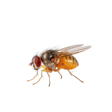 side view of fruit fly , isolated on transparent background cutout , generative ai