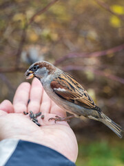 Sparrow eats seeds from a man's hand