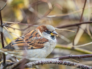Sparrow sits on a branch without leaves.