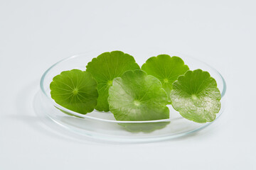 A glass petri dish with gotu kola (Centella asiatica) placed on. Research and develop natural...