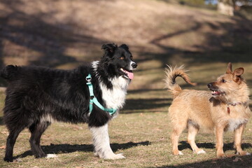 border collie dog and terrier