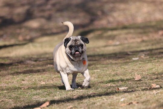 Walking a pug 2025