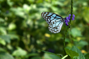 Close-up shot of a butterfly feeding on nectar on purple flowers.