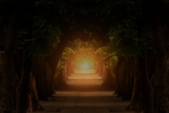 Silhouette of a pathway in a tree tunnel at sunrise in the morning. © Warawut