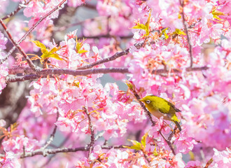 河津桜とメジロ（大分県津久見市）