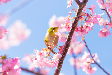河津桜とメジロ（大分県津久見市）