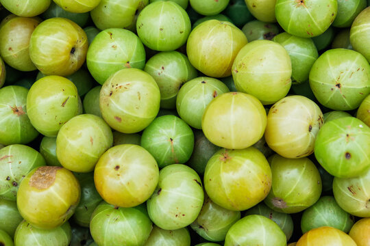 Lots of amla emblica indian gooseberry fruit Phyllanthus emblica. Green vegetable background