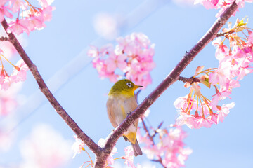 河津桜とメジロ（大分県津久見市）