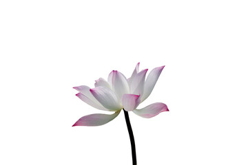 Close-up view of lotus flower on png file at transparent background.