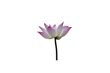 Close-up view of lotus flower on png file at transparent background.