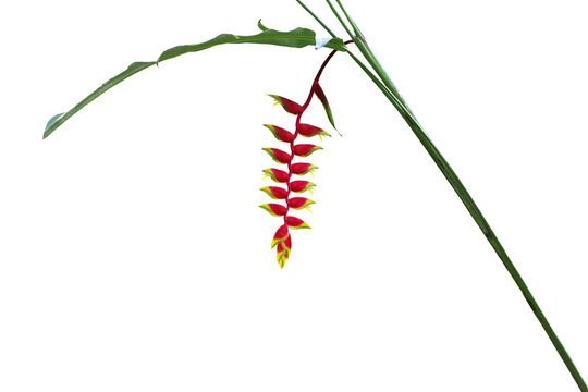 heliconia flower image isolated on a png file at transparent background