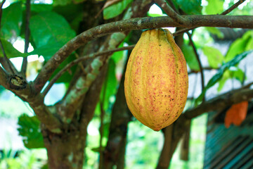 Cocoa pod (Theobroma cacao). Close-up of a beautiful yellow cocoa fruit on the tree. Left copy space