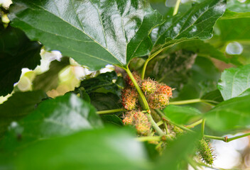 Mulberries on a tree in the garden