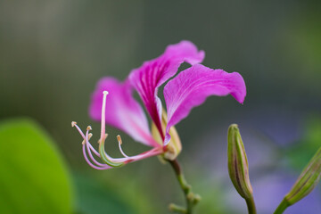 colorful flowers in nature, petals, flower art, wall art, wallpaper, nature beauty, plants, spring flowers