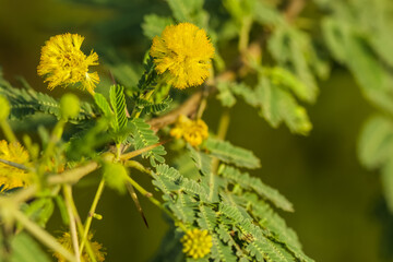 Gum arabic tree flower closeup. Selective focus.
