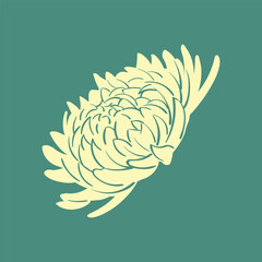 Elegant simple isolated yellow morifolium in botany illustration