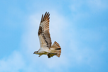 osprey in flight
