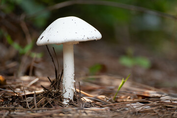 mushroom in the forest
