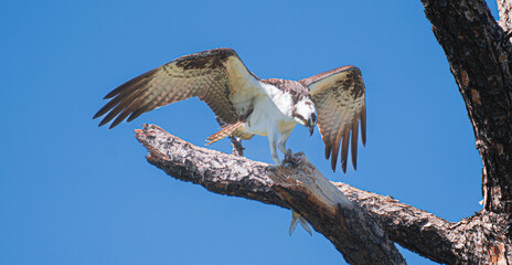 osprey landing
