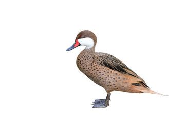 Colorful mandarin duck isolated on transparent background png file	