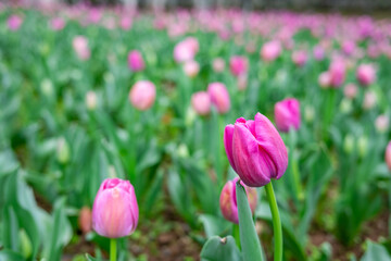 rose red tulips blooming in spring
