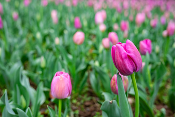 Obraz premium rose red tulips blooming in spring
