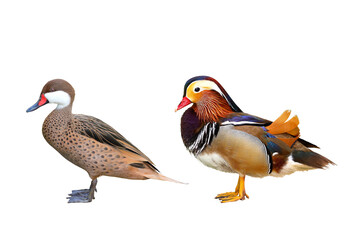 Colorful mandarin duck isolated on transparent background png file	